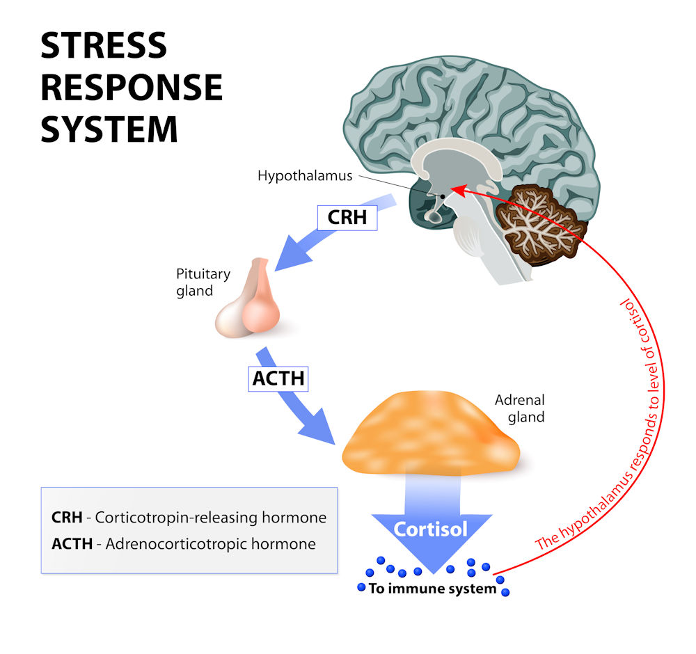 The stress response system